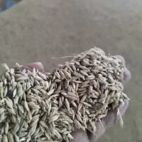جو محلی