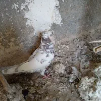 کبوتر|پرنده|سمنان, |دیوار