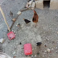 فروش مرغ زند