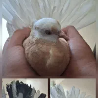 کفتر شازده کاکولی دم سفید زرد و زاغ