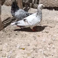 کبوتر هفرنگ نر ماده