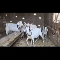 بز عشقی|حیوانات مزرعه|گلپایگان, |دیوار