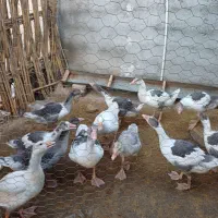 غاز۷ماهه ۴ ماهه  همه یک جا