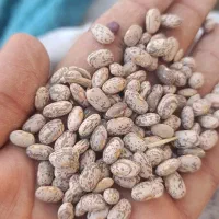 لوبیا چیتی