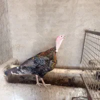 یک بوقلمون نر ویک ماده،سرحال باوزن سنگین