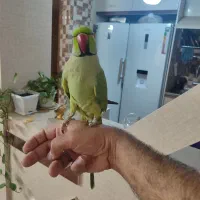 ملنگو نر اهلی