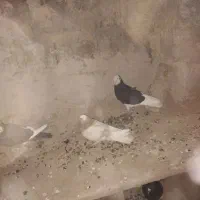 کبوتر