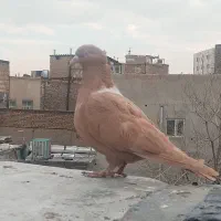 زرد کاکلیخطی طوق سفید ماده، طوقی هفت رنگ ماده، کود