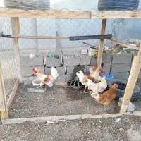 مرغ و خروس محلی و نژاد دار