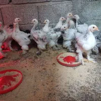 فروش انواع نیمچه مرغ بوقلمون  و غاز