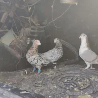 سار سرور هفت رنگ شکلاتی