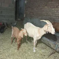 بز سانون