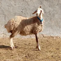 بره ماده ( میش قوچ گاو گوسفند بز )