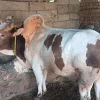 قربانی گاو