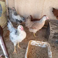 جوجه