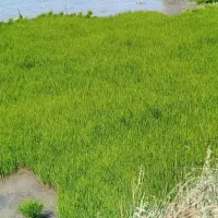 بذر شالی دم سیاه درجه یک