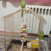 جوجه نر ملنگو ۴ ماهه خیلی باهوش ،