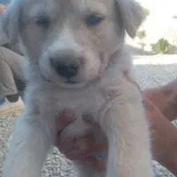 توله‌سگ‌