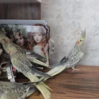 انواع عروس هلندی دستی،سخنگو
