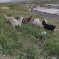 فروش بز برای قربانی