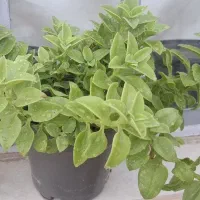 گل یخ|گل و گیاه طبیعی|نیشابور, جمهوری|دیوار
