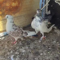 فروش کفتر گرفتنی