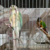 جفت گرینچیک مولد و جوجه سرلاکی کاشمر