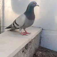 نر سبز جانسون