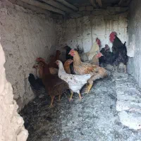 16عدد مرغ و خروس محلی