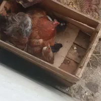 مرغ کرچ با جوجه