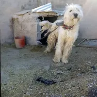 سگ گم شده