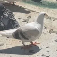 کبوتر کویتی گم شده