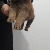 توله سگ سرابی اصل