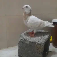 کبوتر معاوضه با پلاکی نر وهم فروشی