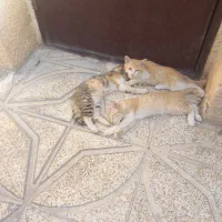 بچه گربه دویا سه ماهه.