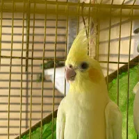 عروس هلندی ماده لوتینو زعفرانی مست