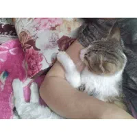 گربه|گربه|مشهد, شهید احمدی روشن|دیوار