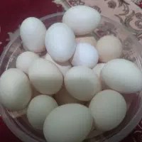 تخم مرغ محلی