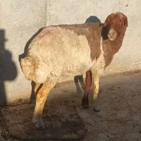میش داشتی
