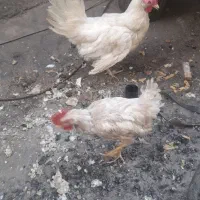 مرغ ویروس وقفس