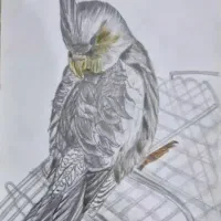 آموزش خط،طراحی ،آواز