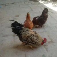 سه عددمرغ وخروس