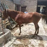 اسب نریون دو ساله