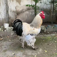 تخم برهما جوجه برهما