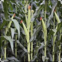 خریدن ذرت علوفه ایی
