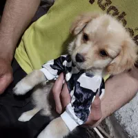 سگ مینیاتوری