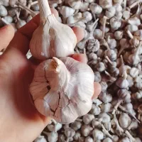 سیر مغان