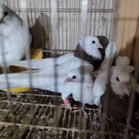 کبوتر|پرنده|قم, چهار مردان|دیوار