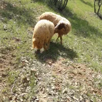 میش سنجابی
