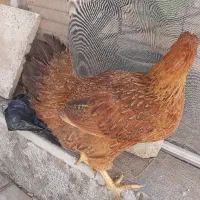 مرغ تخم گذار